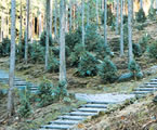 世界の椿園